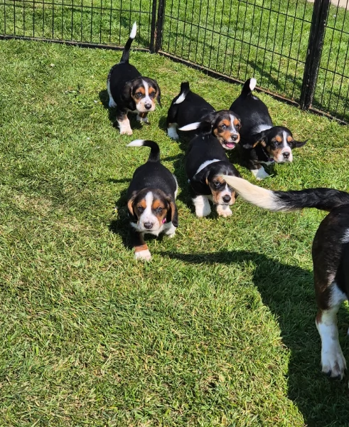 meravigliosi bellissimi cuccioli di bassethound 