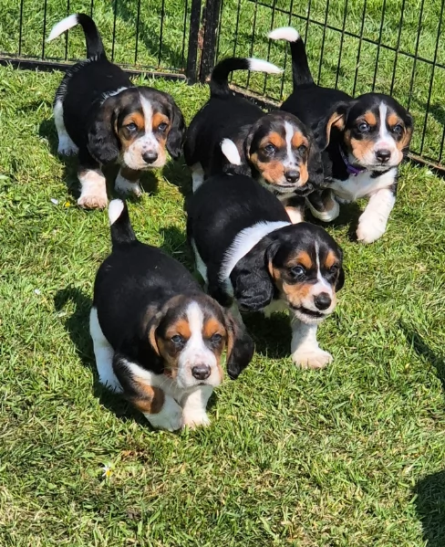 meravigliosi bellissimi cuccioli di bassethound 