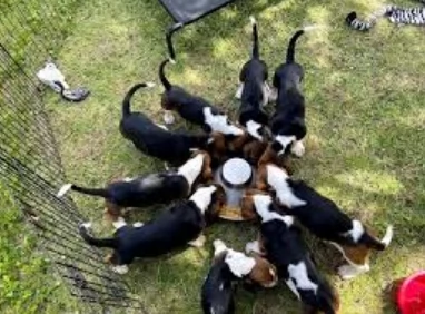 meravigliosi bellissimi cuccioli di bassethound  | Foto 0