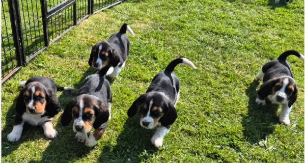 meravigliosi bellissimi cuccioli di bassethound  | Foto 0