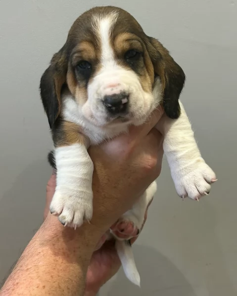 meravigliosi bellissimi cuccioli di bassethound  | Foto 0
