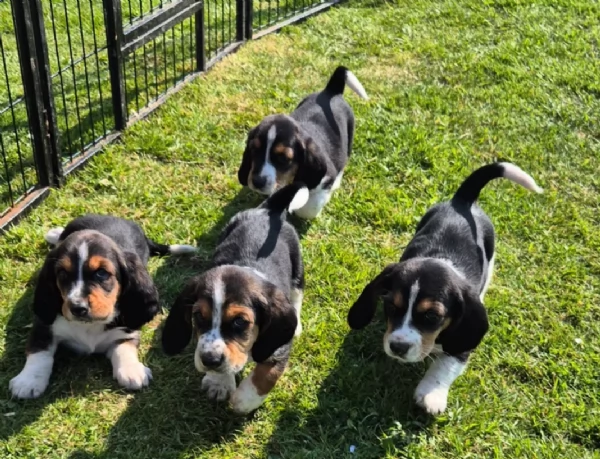 meravigliosi bellissimi cuccioli di bassethound  | Foto 2