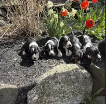 meravigliosi bellissimi cuccioli di bassethound  | Foto 1