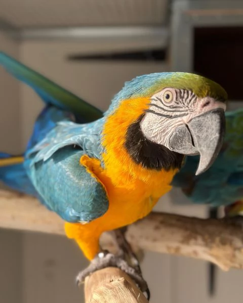 Pappagalli Ara Blu e Oro parlanti e uova in vendita | Foto 3
