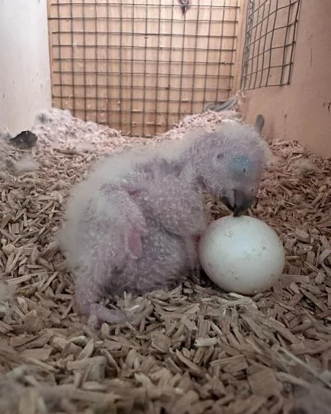Pappagalli Ara Blu e Oro ben addestrati e uova in vendita | Foto 2