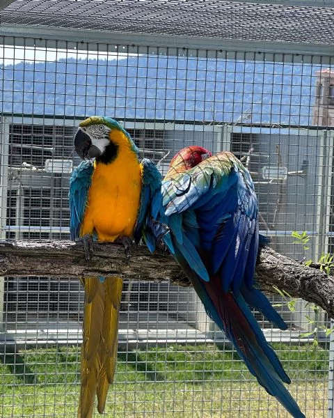 Pappagalli Ara Blu e Oro ben addestrati e uova in vendita | Foto 1