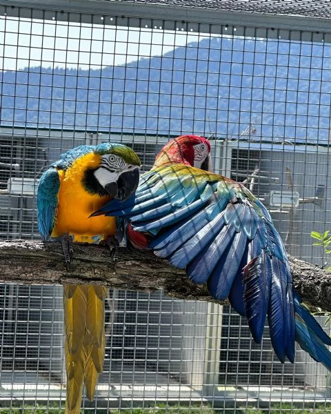 Pappagalli Ara Blu e Oro ben addestrati e uova in vendita | Foto 0