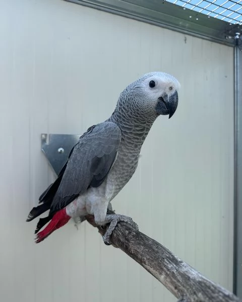 Pappagalli cenerini africani addestrati alluso della lettiera e con un buon temperamento in vendita | Foto 0