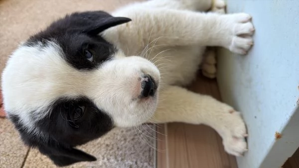 Cuccioli di maremmani dei Pirenei 