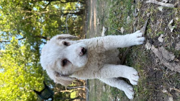 Cuccioli di maremmani dei Pirenei  | Foto 0
