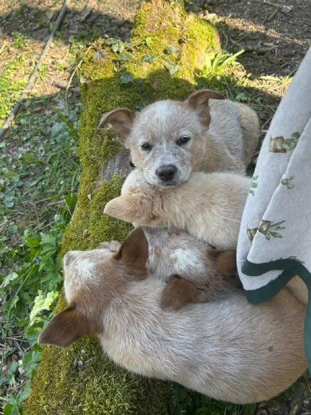 Australian Cattledog 