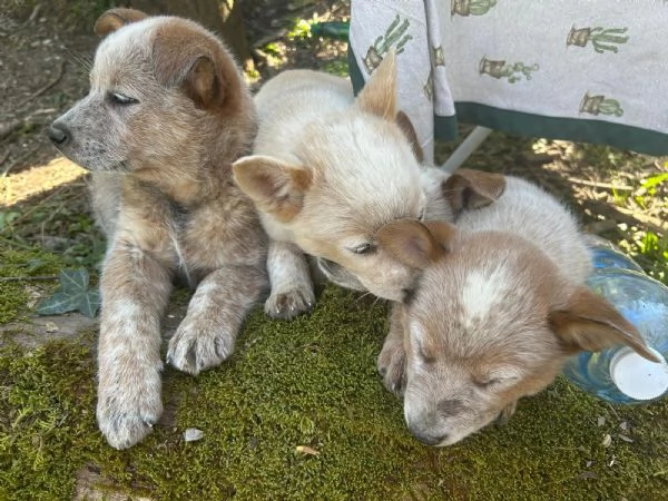 Australian Cattledog  | Foto 6