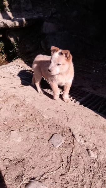 Australian Cattledog  | Foto 5