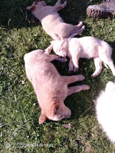 Australian Cattledog  | Foto 4