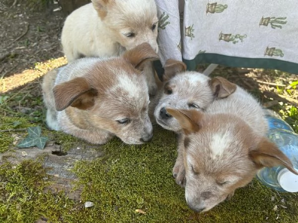 Australian Cattledog  | Foto 3