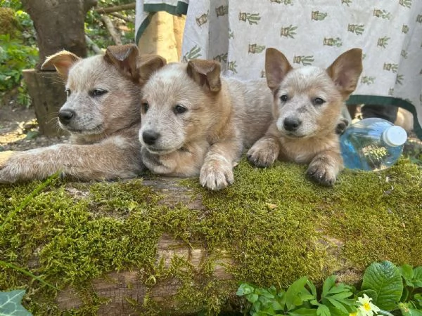 Australian Cattledog  | Foto 1