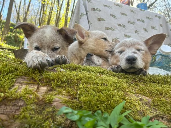 Australian Cattledog  | Foto 0