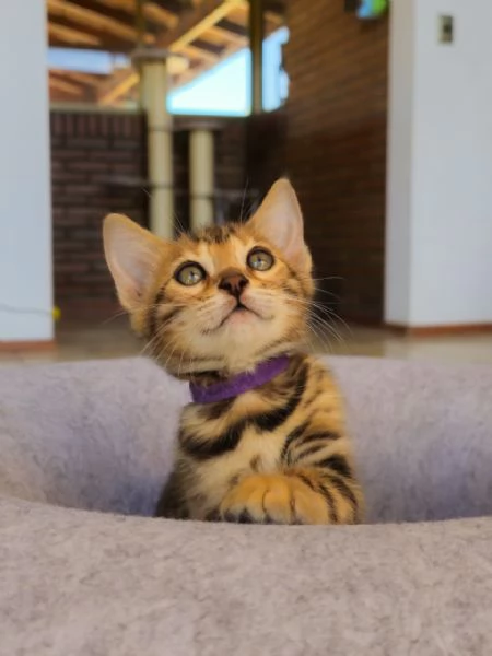 Splendidi gattini del Bengala  Allevati in casa e bellissimi | Foto 3