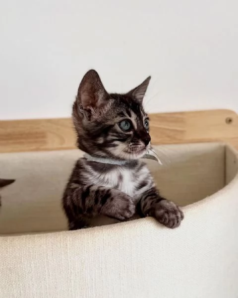 Splendidi gattini del Bengala  Allevati in casa e bellissimi | Foto 2