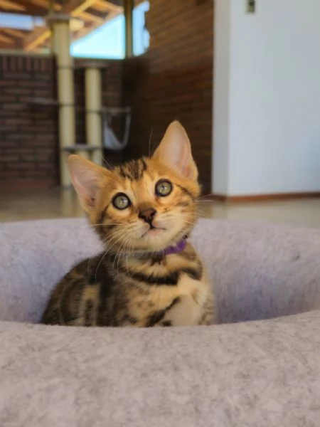 Splendidi gattini del Bengala  Allevati in casa e bellissimi | Foto 0