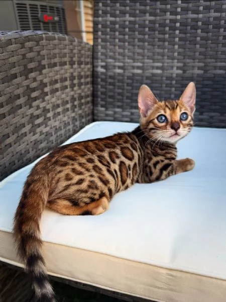 Splendidi gattini del Bengala  Allevati in casa e bellissimi