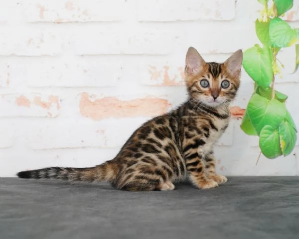 Splendidi gattini del Bengala  Registrati TICA cercano una nuova casa | Foto 2
