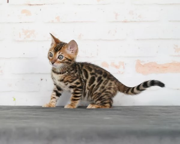 Splendidi gattini del Bengala  Registrati TICA cercano una nuova casa | Foto 1