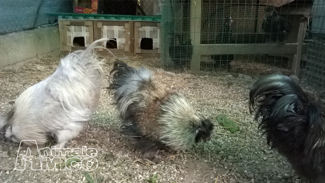 Vendita Animali Da Cortile Friuli Venezia Giulia