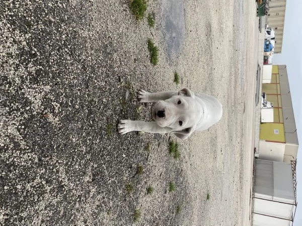 Cucciole Dogo Argentino