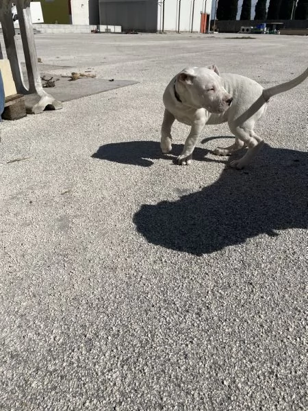 Cucciole Dogo Argentino | Foto 3