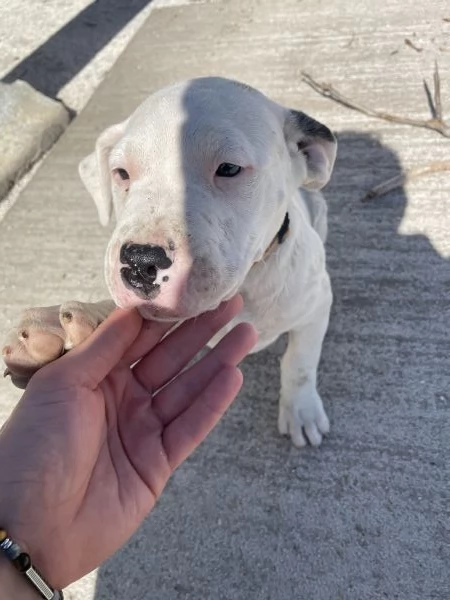 Cucciole Dogo Argentino | Foto 2