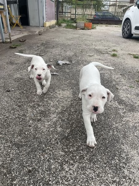 Cucciole Dogo Argentino | Foto 1
