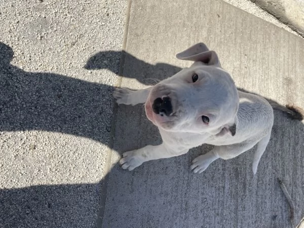 Cucciole Dogo Argentino | Foto 0