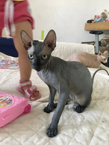 Sphynx nero adulto