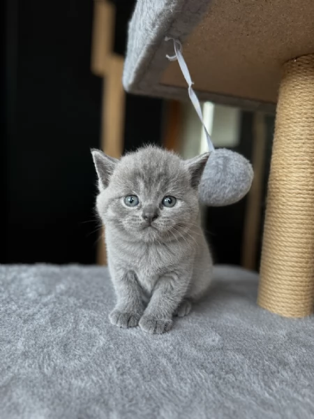 Cuccioli BritishScottish  | Foto 3