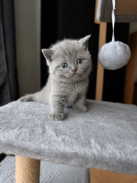 Cuccioli BritishScottish  | Foto 0
