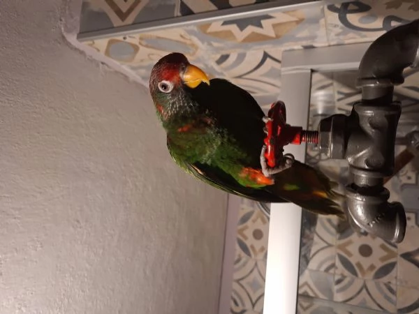 Pappagallo Lory