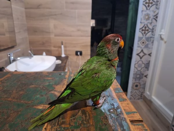 Pappagallo Lory | Foto 1