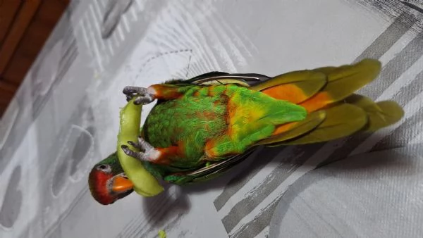 Pappagallo Lory | Foto 0