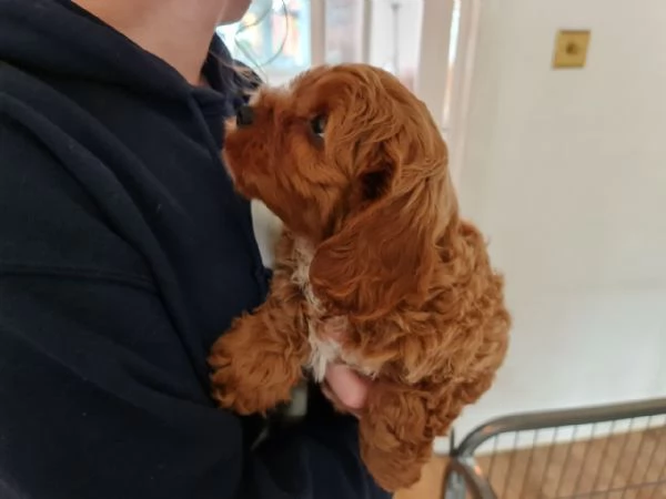 Cuccioli di Cavoodle  