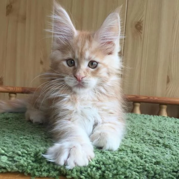 Cuccioli gatti Maine Coon