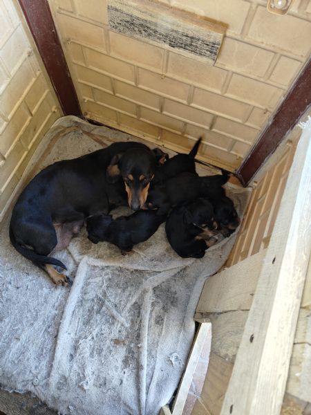 Cuccioli di bassotto mix 
