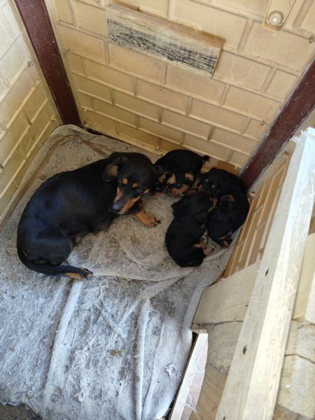 Cuccioli di bassotto mix  | Foto 3