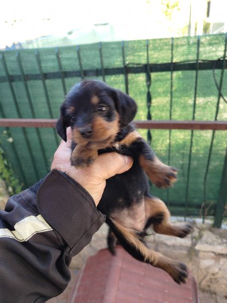 Cuccioli di bassotto mix  | Foto 2