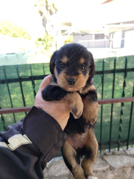 Cuccioli di bassotto mix  | Foto 1