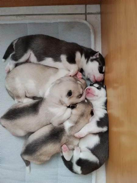 Splendidi cuccioli di siberian husky 