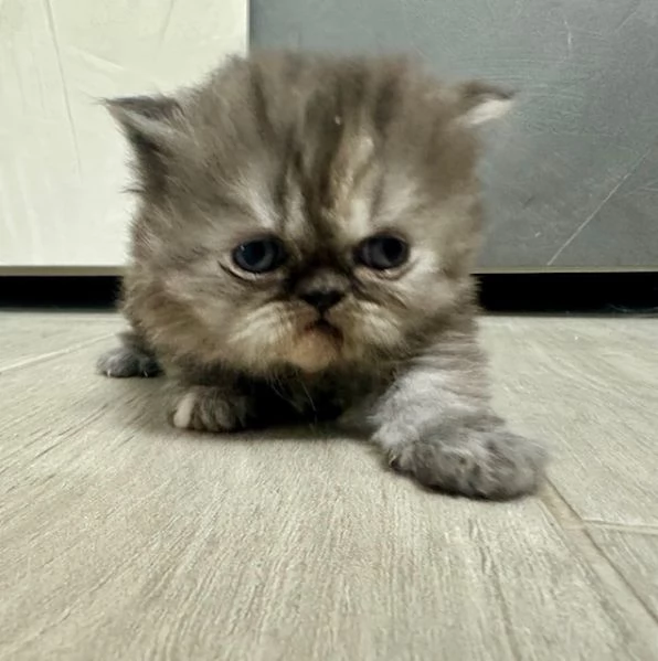 Cuccioli persiani