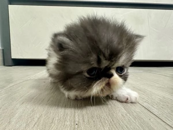 Cuccioli persiani | Foto 2