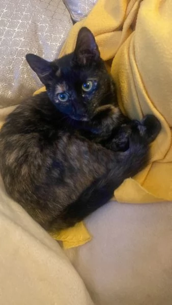 Regalo gattina di tre anni 