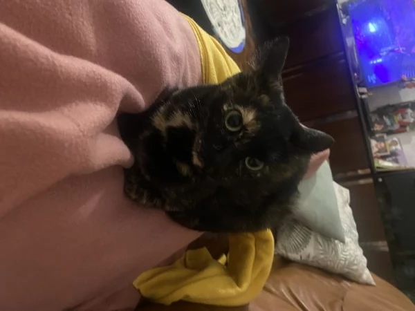 Regalo gattina di tre anni  | Foto 2